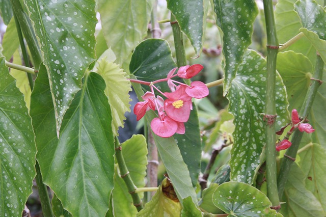 B. ‘Compil’